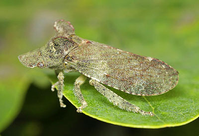Ledra aurita - the largest British leafhopper at almost 2cm long ©Tristan Bantock